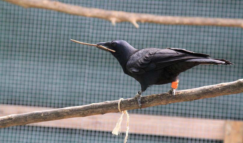 Using Tools Puts Crows in a Good Mood lead image