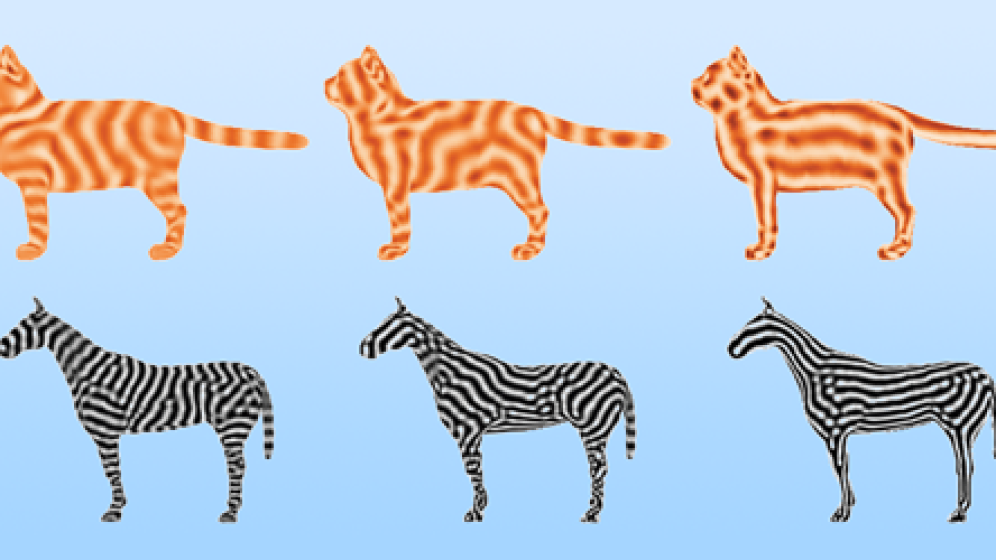 How a Zebra's Stripes Align - AIP.ORG
