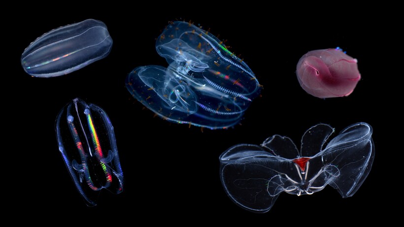 43489/update_js_0708_jellyfish.jpg