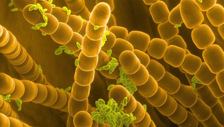 Pollen Folds Like Origami lead image