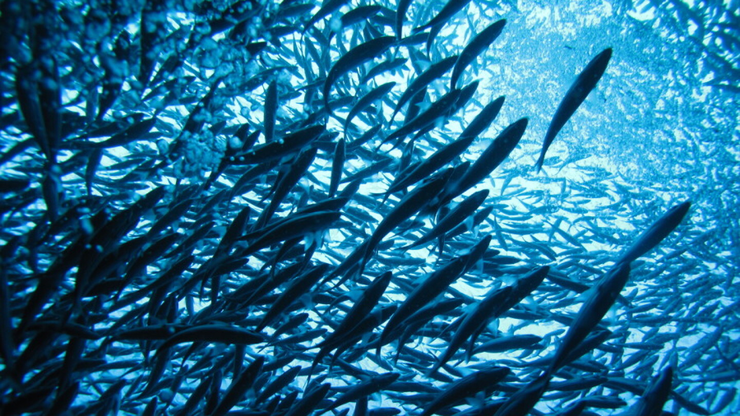 Raynovit Fish Demystifying The Evolutionary Success Of Ray-Finned Fishes - AIP.ORG