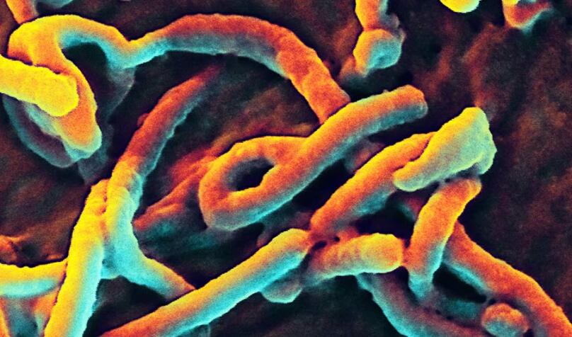 BRIEF: The Virome Project Aims to Prepare Before the Next Pandemic lead image