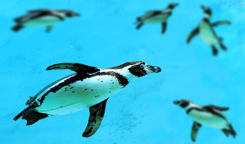How Do Flapping Wings Work in Water? Penguins and Puffins Show the Way lead image