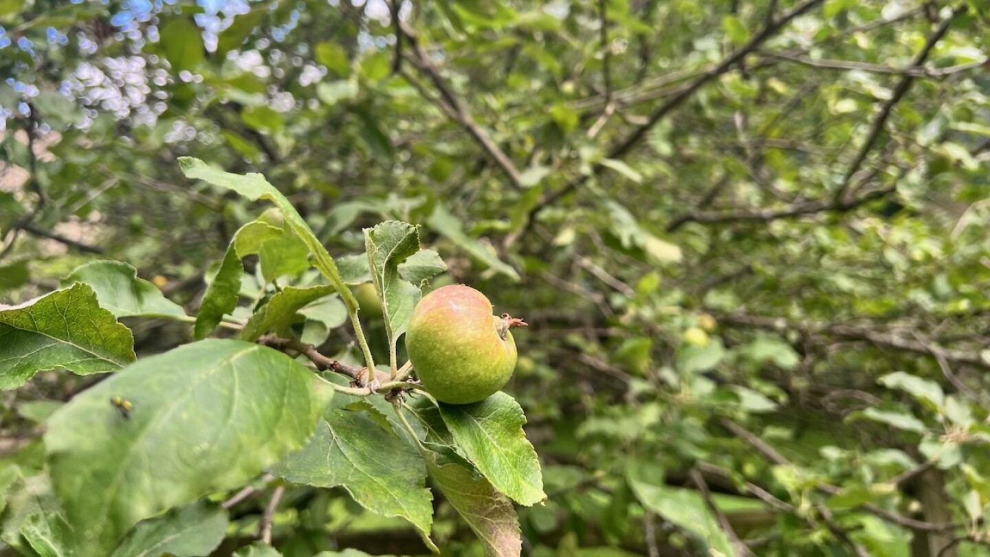 Harvesting Scientific Inspiration – AIP.ORG Harvesting Scientific Inspiration – AIP.ORG