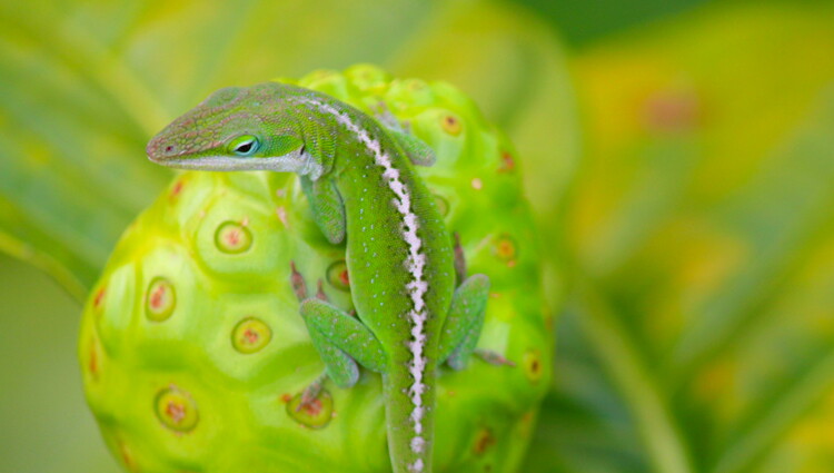 Gaeco Insect New Gecko Insights Inspire Even Stronger Adhesives - AIP.ORG