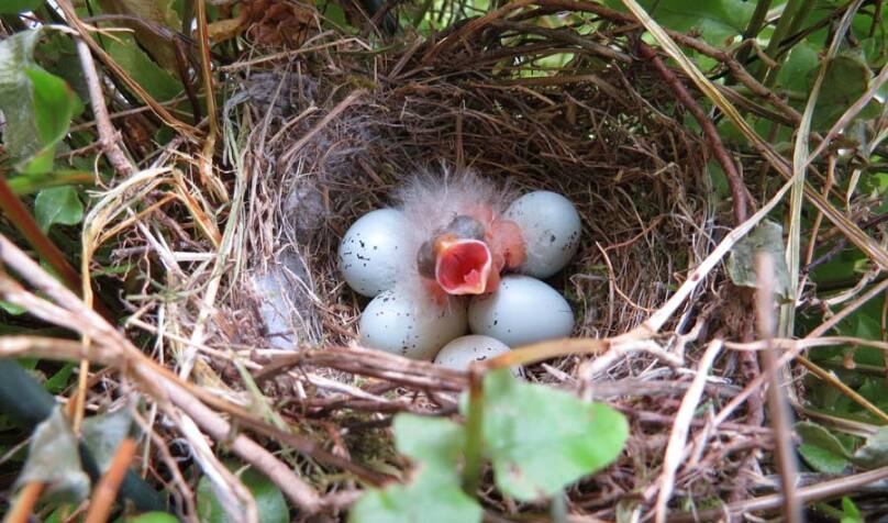 From Birds to Alligators, Embryos' Development Is Shaped by Sound lead image