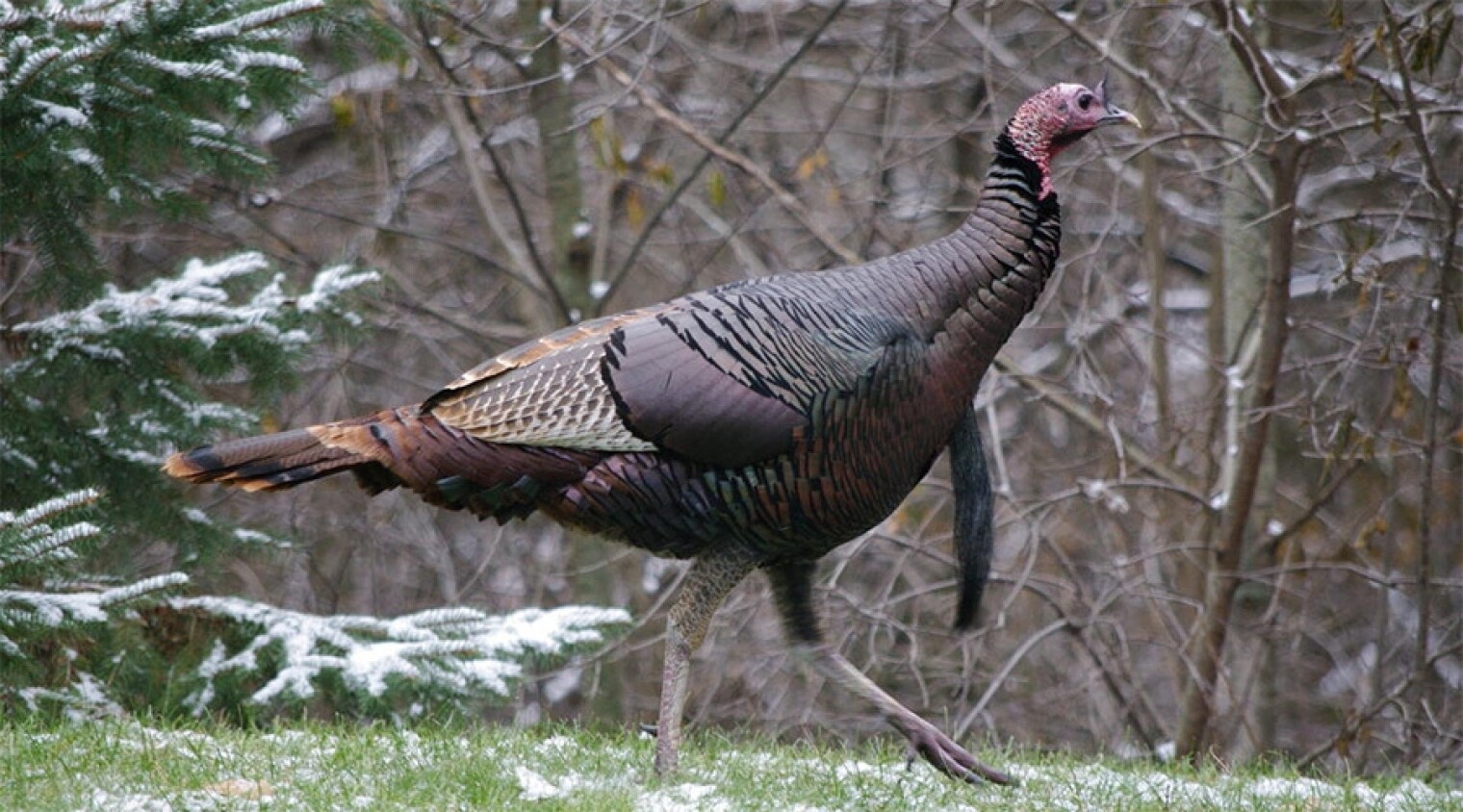 A turkey
