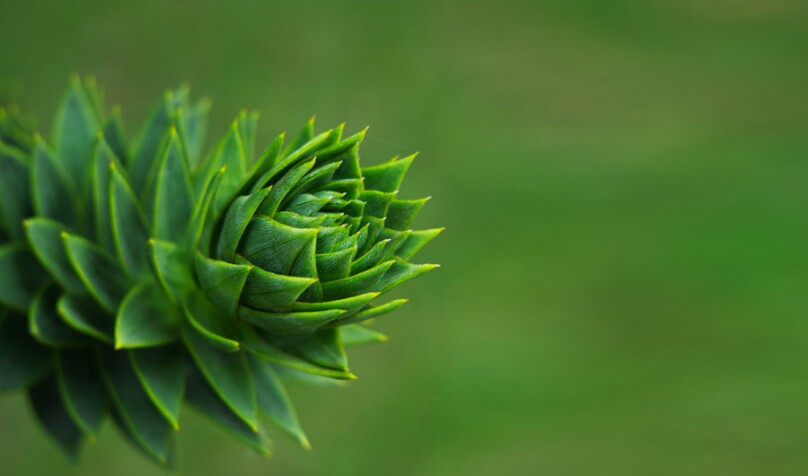 Leaf-Inspired Material Makes Different Fluids Flow in Opposite Directions lead image