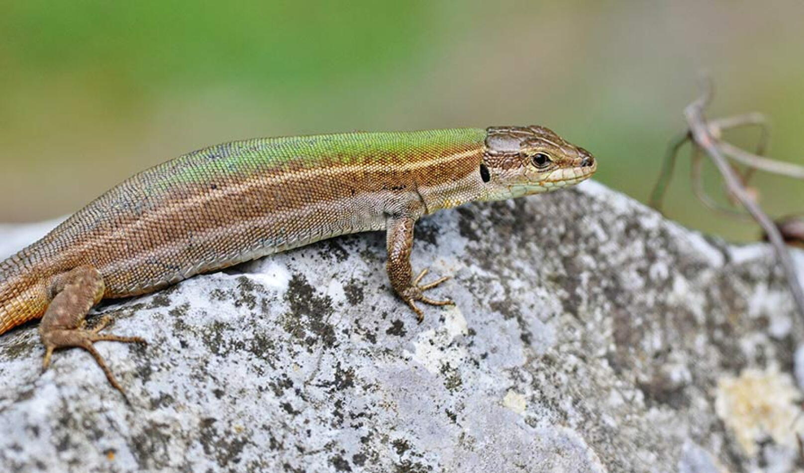 Lizard Popp Lizards Prefer to Poop on the Largest Rock They Can Find - AIP.ORG