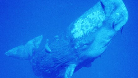 14378/pt5023905_sperm_whale.jpg