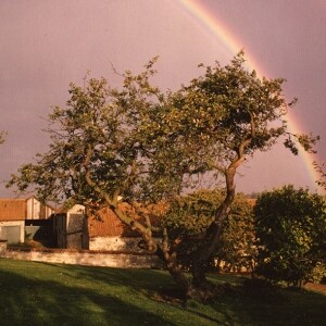 Isaac Newton's apple tree
