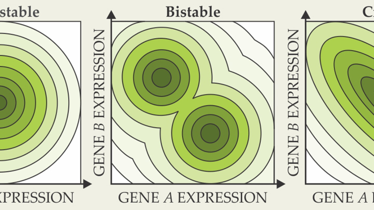 A fruit-fly gene network may be tuned to a critical point - Physics Today