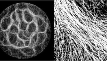 Collective Organization of Spaghetti-like Bacteria disp image