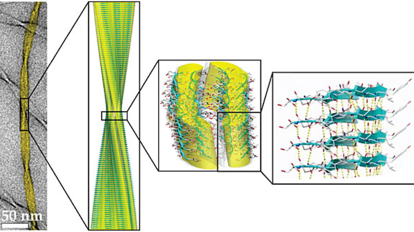 An atomic view of an amyloid fibril - Physics Today