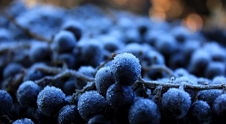 New Grape Breeds Reduce The Chill For Northern US Vineyards lead image