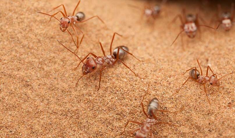 Quicksilver Ants Break Sprint Records lead image