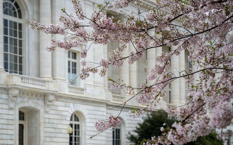 Cherry blossoms in bloom