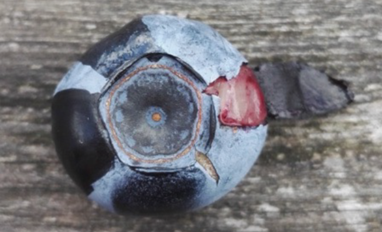 What makes blueberries blue? - Physics Today