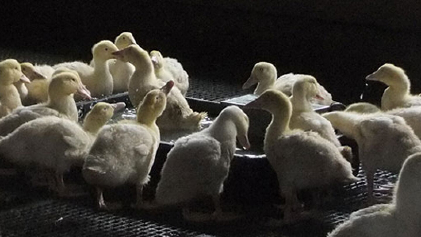 Ducklings Loading How To Win Friends And Influence Ducklings - AIP.ORG