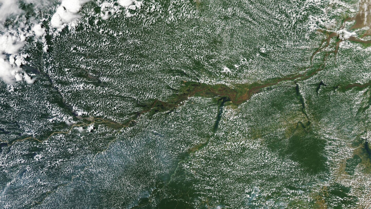 Old forests are irreplaceably cool - Physics Today