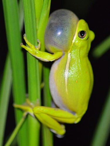4804/frog-fig-1.jpg