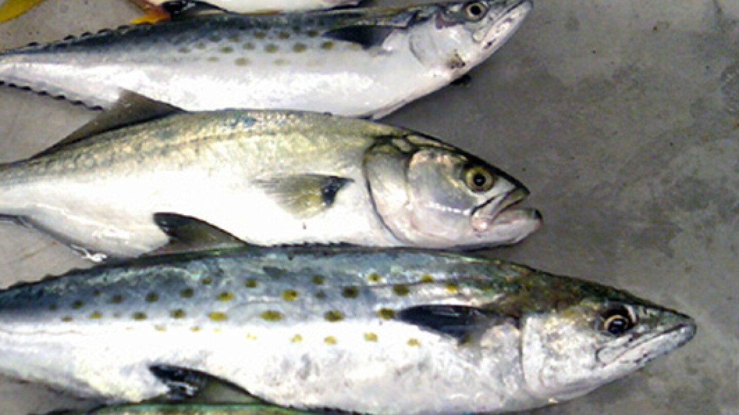 Solid Fish Shape Uncovering The Function Of Fish Shapes - AIP.ORG