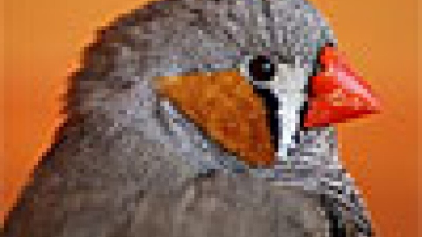 Biomechanics and bird brains - Physics Today