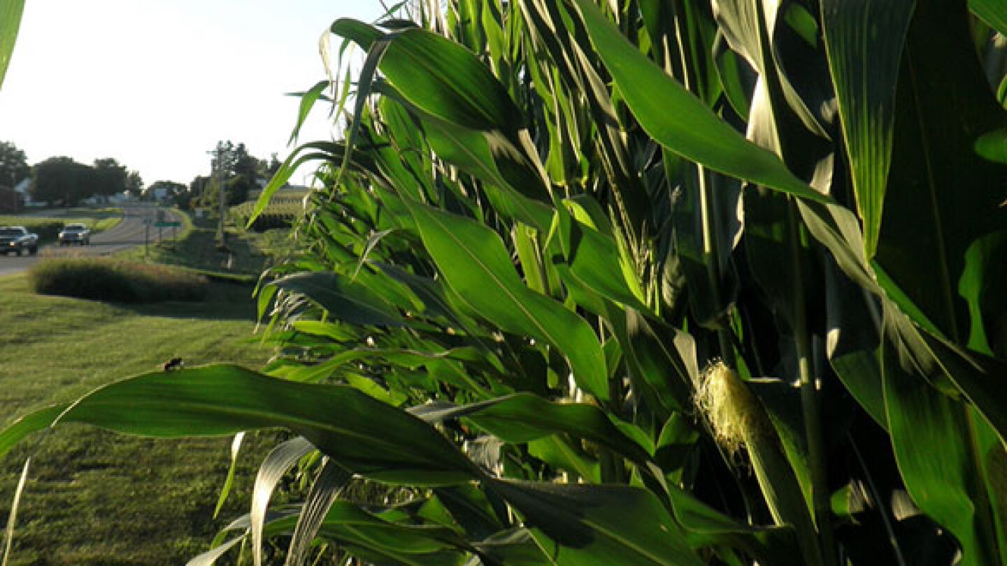 Corn Power Corn Cobs Could Power Cars - AIP.ORG