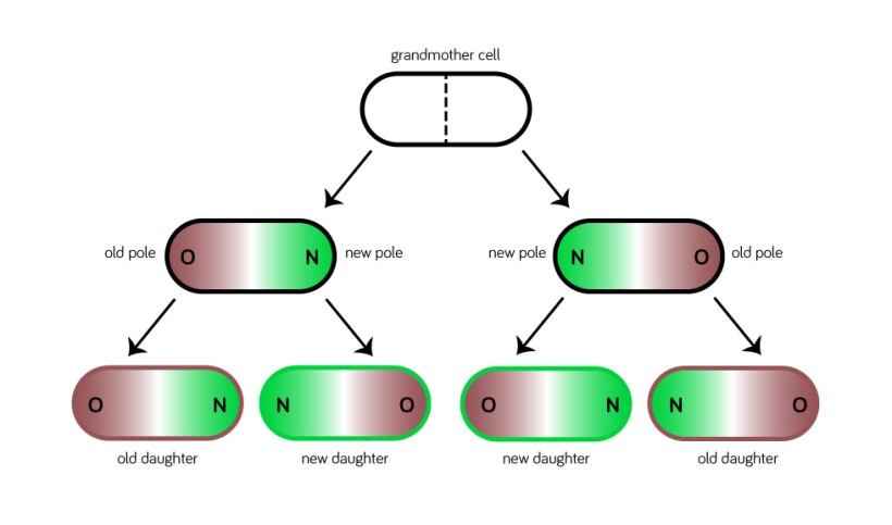 Daughter bacteria diagram.