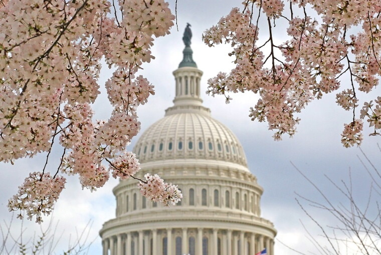 Capitol Cherry Blossoms
