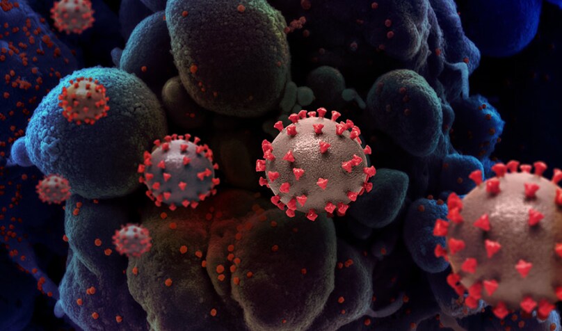 Not Just Bats: Researchers Say Numerous Mammals Could Host Unknown Coronaviruses lead image