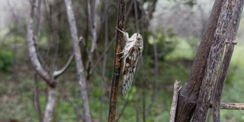 Cicadas Decide to Sing with a Little Help from Their Friends disp image