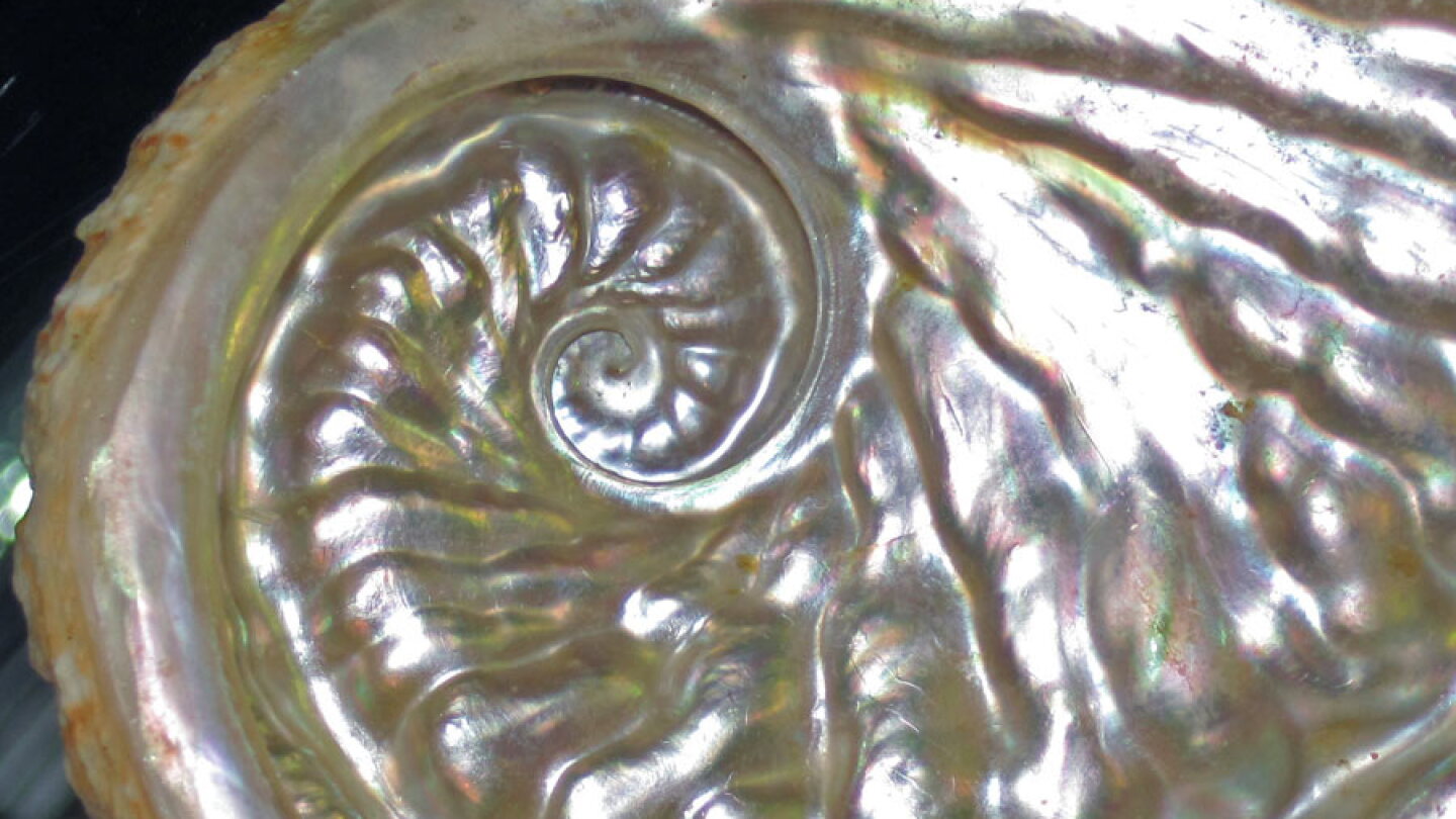 Spoot Shell How Mollusks Make Tough, Shimmering Shells - AIP.ORG