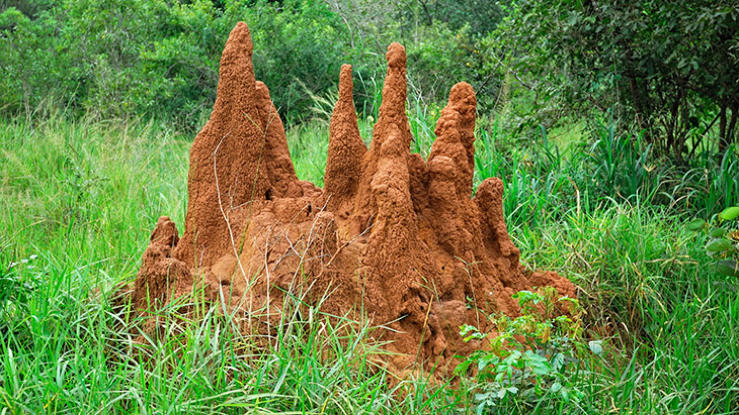 Unity Termite Building How Termites Build Complex Homes Without A Master Plan - AIP.ORG