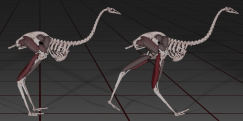 Why Emus Favor Fast Walking disp image