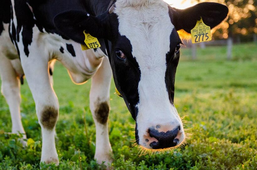 A dairy cow grazes