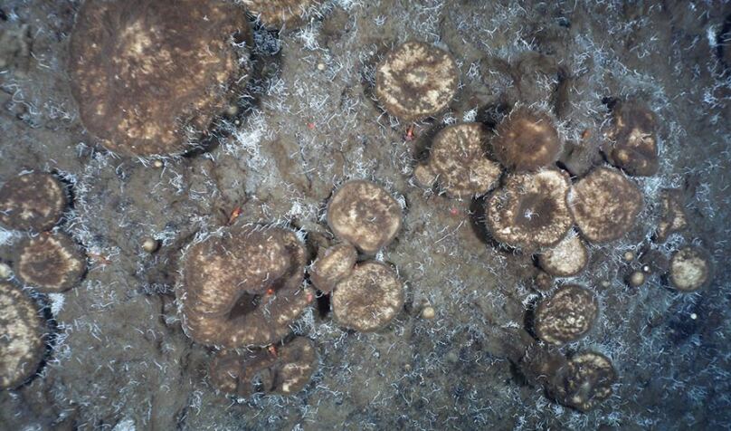 The Sponges That Feed on an Extinct Ecosystem lead image