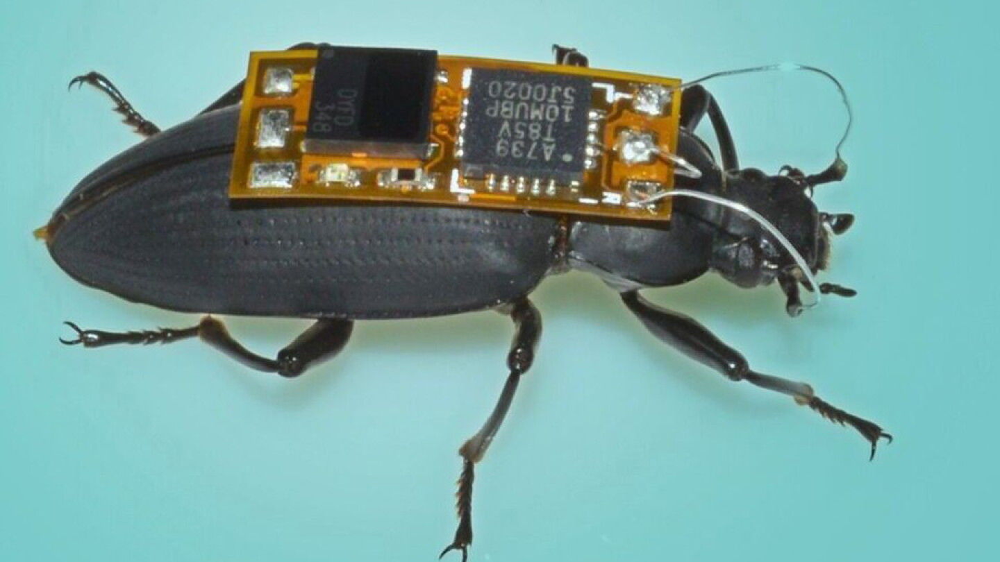 Smart Bug Insect BRIEF: The World's Smallest Remote-controlled Cyborg Bug - AIP.ORG