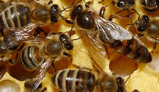 Transgenic Honeybees To Help Research lead image