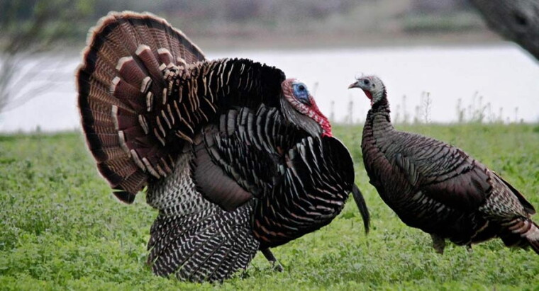 Turkeys