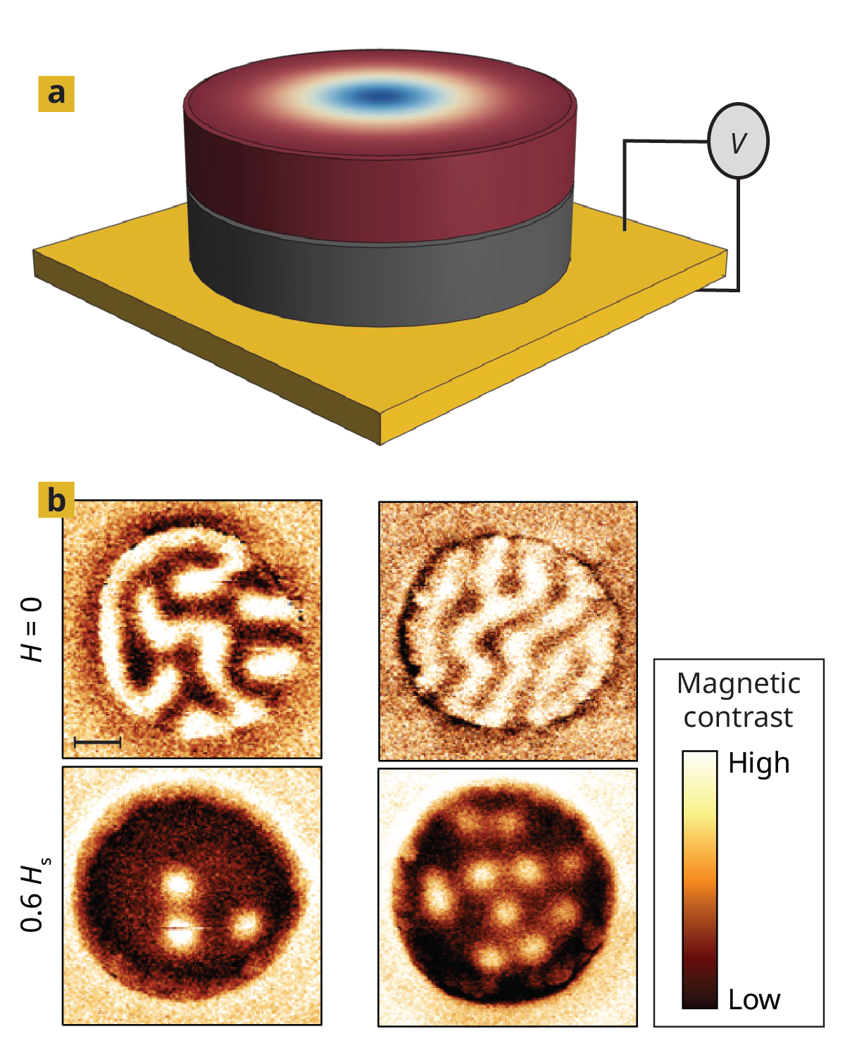 Panel (a) is a diagram of a cylinder sitting on a gold square. The gold square has at its edge a black line forming a rectangle that connects to a circle with the letter V in it. The lower half of the cylinder is gray, and the upper half has a blue circle in the center of its top that fades to white and then maroon at the perimeter. Panel (b) shows four images of nanoscale circles with colors indicating magnetic contrast. In the top two images, the magnetic field is zero and the circles contain squiggly lines of high magnetic contrast. In the bottom two images, the magnetic field is at 60% of magnetic saturation and the circles contain isolated dots of high magnetic contrast.