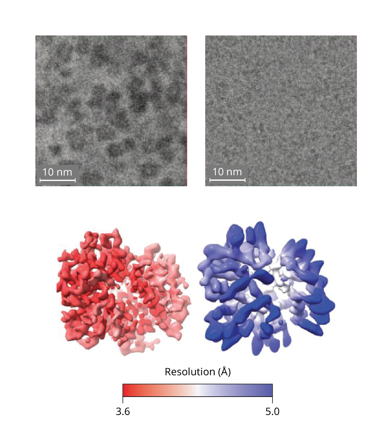 Two top panels show fuzzy light and dark gray images with 10 nm scale bars. The left panel has higher contrast. Two illustrations at the bottom show the structure of hemoglobin, which looks like a tangled ball of tubes, color coded by resolution in units of angstroms. The left illustration is more detailed and has a resolution of around 3.6 angstroms. The right illustration has a coarser structure and a resolution of around 5 angstroms.